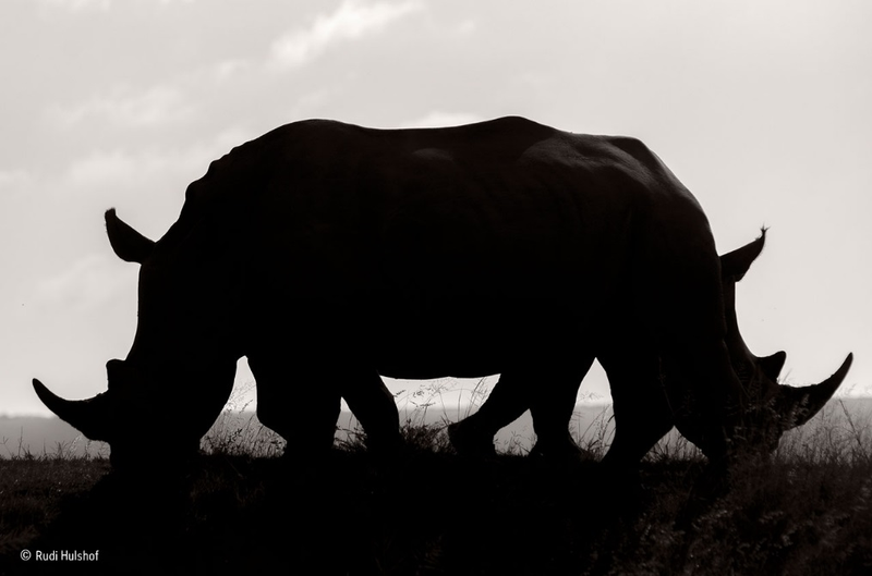Foto: Rudi Hulshof.